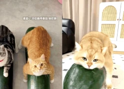 MXH xứ Trung đang bùng nổ với bí kíp “giải nhiệt” độc đáo cho mèo cưng: Chỉ với 1 quả bí đao khổng lồ 30kg!