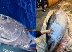 Ngư dân câu được con cá ngừ khổng lồ nặng 220 kg, dài 2,5 mét