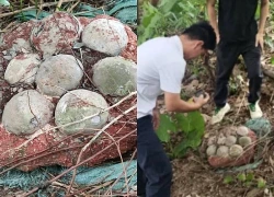 Phát hiện hóa thạch trứng khủng long giữa thành phố ở Trung Quốc