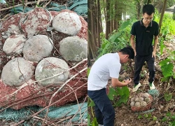 Phát hiện hóa thạch trứng khủng long nguyên vẹn ở Trung Quốc gây bất ngờ
