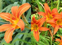 Tác dụng làm đẹp da của hoa hiên