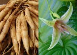 "Thần dược" trị ho mọc hoang nơi núi rừng