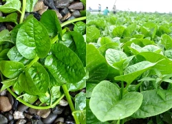10 lợi ích sức khỏe nổi bật của rau mồng tơi