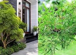 Có nên trồng cây đinh lăng trước cửa nhà?