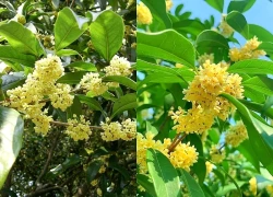 Có nên trồng cây mộc hương trước nhà?