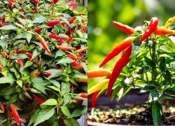 Có nên trồng cây ớt trước cửa nhà?