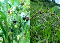 Loại cây mọc dại tốt cho người mắc tiểu đường, viêm khớp
