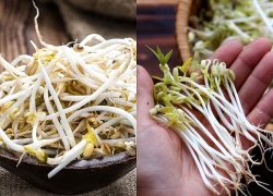 Người mắc 1 trong 5 bệnh này tuyệt đối không nên ăn giá đỗ