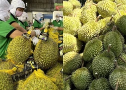 Thị trường nông sản: Sầu riêng Malaysia gặp khó với thị trường Trung Quốc