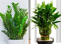 Top 5 loài cây được mệnh danh là 'cây hạnh phúc' cho không gian sống