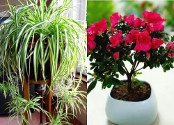 Trồng ngay cây này để trong nhà sạch bóng bụi mịn, ngoài ngõ tài lộc kéo vào