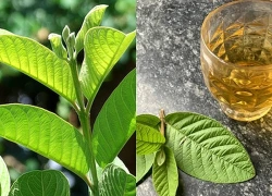 Uống nước lá ổi tươi có tác dụng gì? Cách uống thế nào cho đúng?