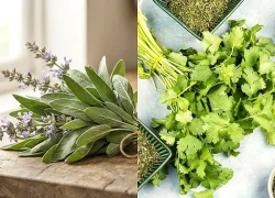 7 loại thảo mộc giàu magie có lợi cho sức khỏe