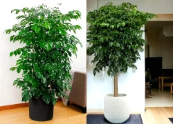 Có nên trồng cây Hạnh Phúc trong nhà? 4 vị trí trồng đẹp nhất để thu hút tài lộc