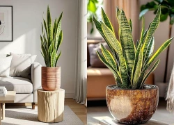 Có nên trồng cây lưỡi hổ trong nhà?