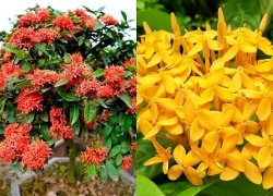 Có nên trồng hoa Mẫu Đơn trước nhà?