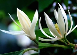 Có nên trồng hoa ngọc lan trước nhà?