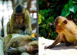 Khám phá 'đảo khỉ' giữa cánh rừng ngập mặn Cù Lao Dung