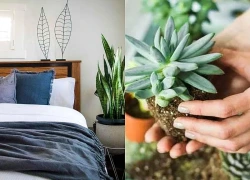 Không phải cây nào cũng hợp phòng ngủ: 5 lựa chọn được nhiều người yêu thích vì lý do này