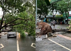 Mưa gió quật ngã nhiều cây xanh, đè trúng ô tô ở TPHCM