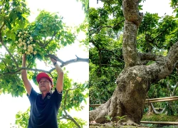 Vườn nhãn cổ có hình thù độc lạ ở Cồn Sơn