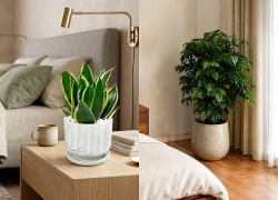 Cây lưỡi hổ và cây hạnh phúc: Loại nào phù hợp để trong phòng ngủ?