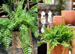 Có nên trồng cây dương xỉ trong nhà?