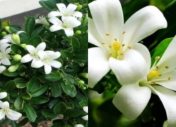 Có nên trồng cây nguyệt quế trước nhà?