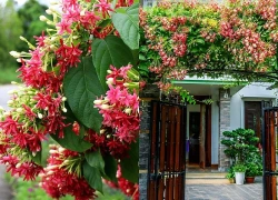 Có nên trồng cây sử quân tử trước nhà?