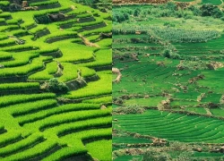 Mùa lúa xanh phủ kín ruộng bậc thang 'đẹp như tranh' ở Y Tý