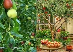 Người xưa nói: 'Trước trồng táo, sau trồng mai, Đông trồng lựu, Tây trồng hồng', tại sao?