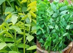 Rau ngót - loại rau giàu đạm bậc nhất, ai nên ăn nhiều?