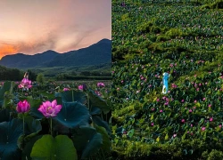 Sen nở rộ ngoại ô Đà Nẵng