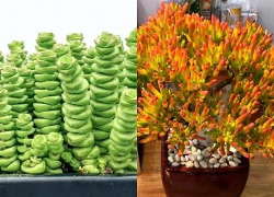 Top 5 loài sen đá có tên gọi gắn với tiền bạc, vừa đẹp vừa dễ trồng trong nhà