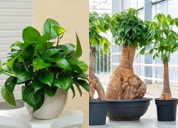 3 loại cây cảnh mang biểu tượng tài lộc và sự thịnh vượng