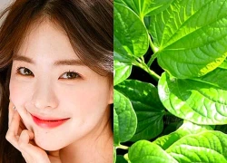 Bí quyết trị mụn bằng lá lốt hiệu quả bất ngờ