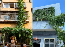 Chỉ trồng 1 cây mướp, cả tòa nhà 6 tầng đều được ăn: Hình ảnh khiến dân mạng không tin vào mắt mình