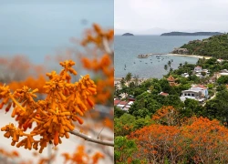 Cù Lao Chàm rực rỡ với sắc đỏ cam của hoa ngô đồng