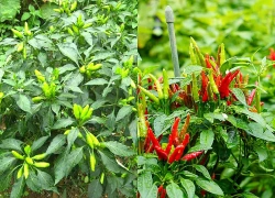 Ít ai ngờ lá ớt vừa làm rau vừa là vị thuốc