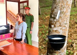 Mua bán mủ cao su 200 tỷ đồng, một phụ nữ trốn gần 2,5 tỷ đồng tiền thuế