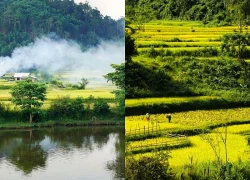 Vẻ đẹp mùa lúa chín ở vùng đất phía Tây quê hương bà xã Hồ Văn Cường