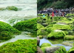 Về quê Mỹ Tâm, ngắm mùa rêu xanh trên ghềnh đá Nam Ô: Vẻ đẹp chỉ kéo dài vài tuần trong năm
