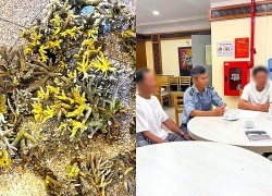 Bẻ hơn 10kg san hô ở biển Nha Trang, hai du khách bị phạt 50 triệu đồng
