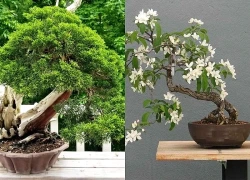 Đừng bán vội nếu nhà có 3 cây cảnh này, càng già càng 'hóa rồng', hút phúc khí, kết duyên lành