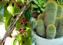 Nhiều gia đình vẫn trồng 2 loại cây này trước nhà dù không hợp phong thủy