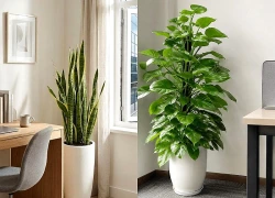 3 loại cây lọc không khí phù hợp với văn phòng dùng điều hòa
