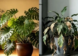 4 vị trí không nên đặt cây xanh nếu không muốn tài lộc có thể 'đội nón ra đi', nhiều người vẫn không hay