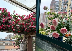 Bụi hồng trồng trong chậu mà nở kín đến mức không thấy lá: Bí quyết của người phụ nữ chỉ gói gọn trong 6 thói quen chăm cây