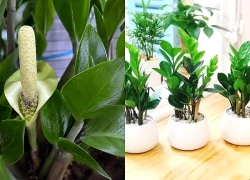 Cây kim tiền nở hoa có ý nghĩa gì? Cách chăm để cây khỏe, ra hoa