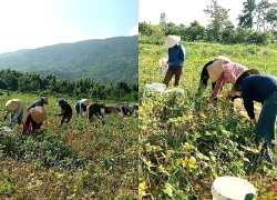 Cha mẹ mải miết tìm con trai mất tích, việc đồng áng được cả thôn thu hoạch giúp